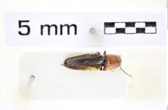 Foto (Dorsalansicht) von Tolphorea bicolor (Cate, Platia & Schimmel, 2002) (NHMW-ZOO-COL-0008407)